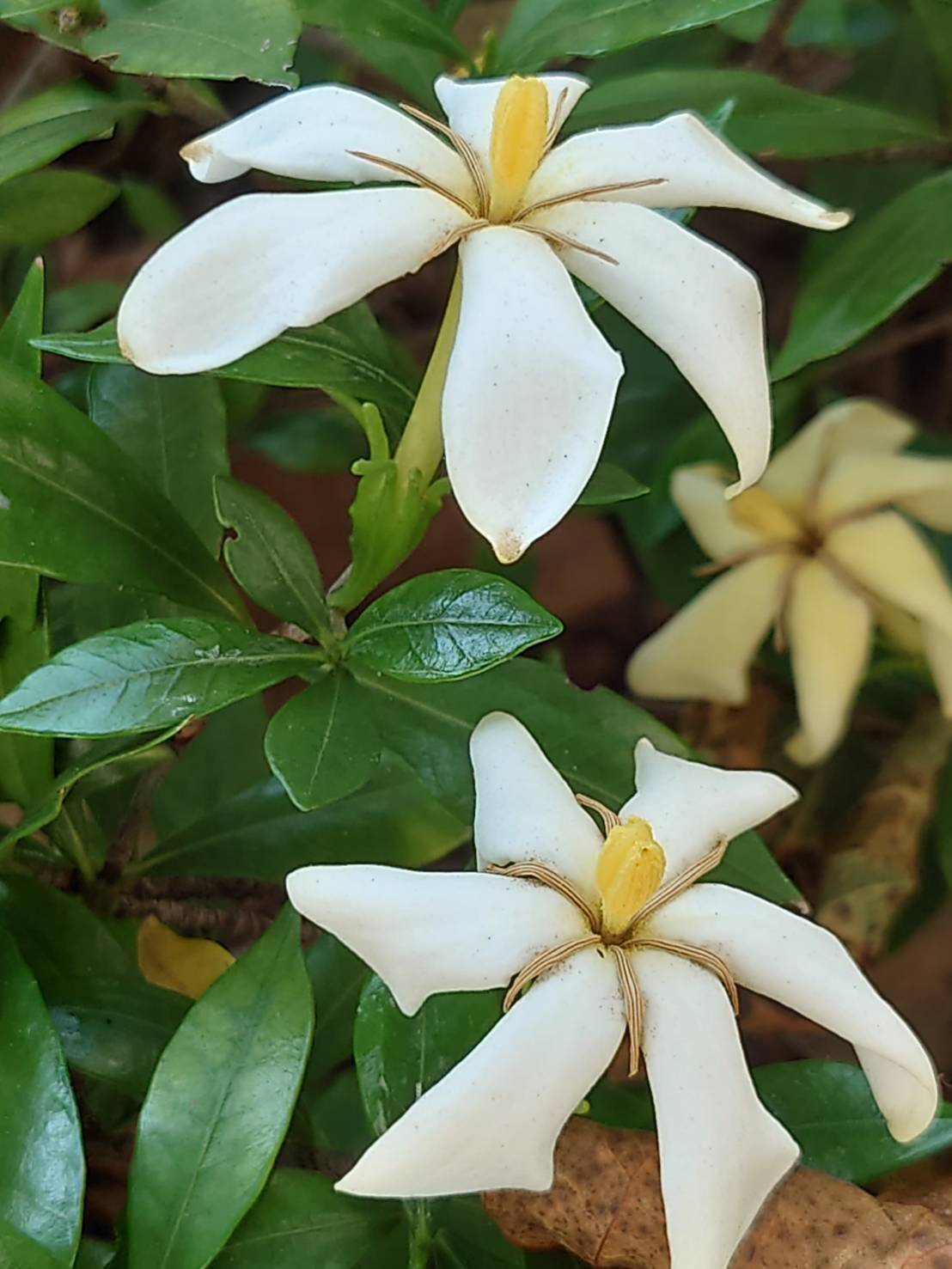 まちかど植物観察日記31  梔子（クチナシ）