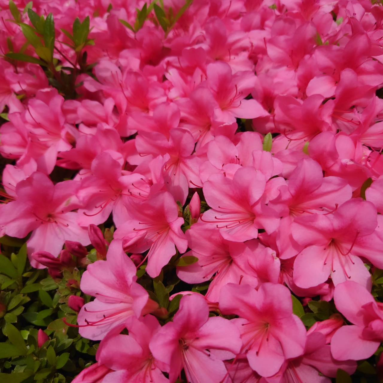 まちかど植物観察日記30  皐月（サツキ）