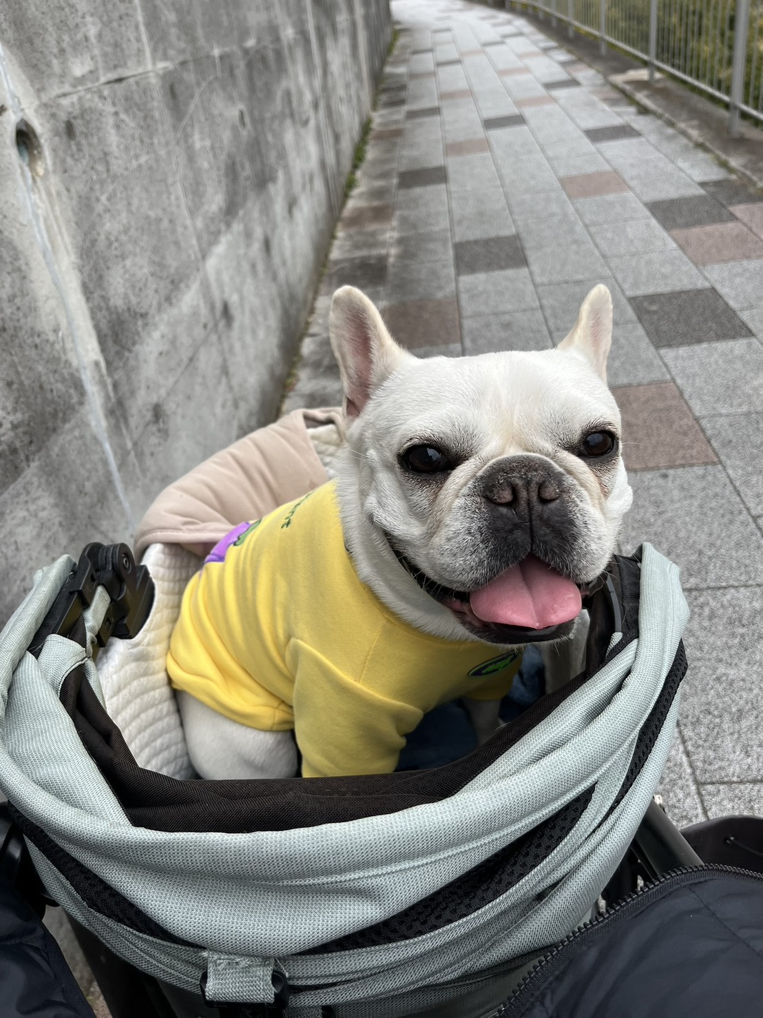 我が家のペット自慢8　尋ねワン　見つかる！