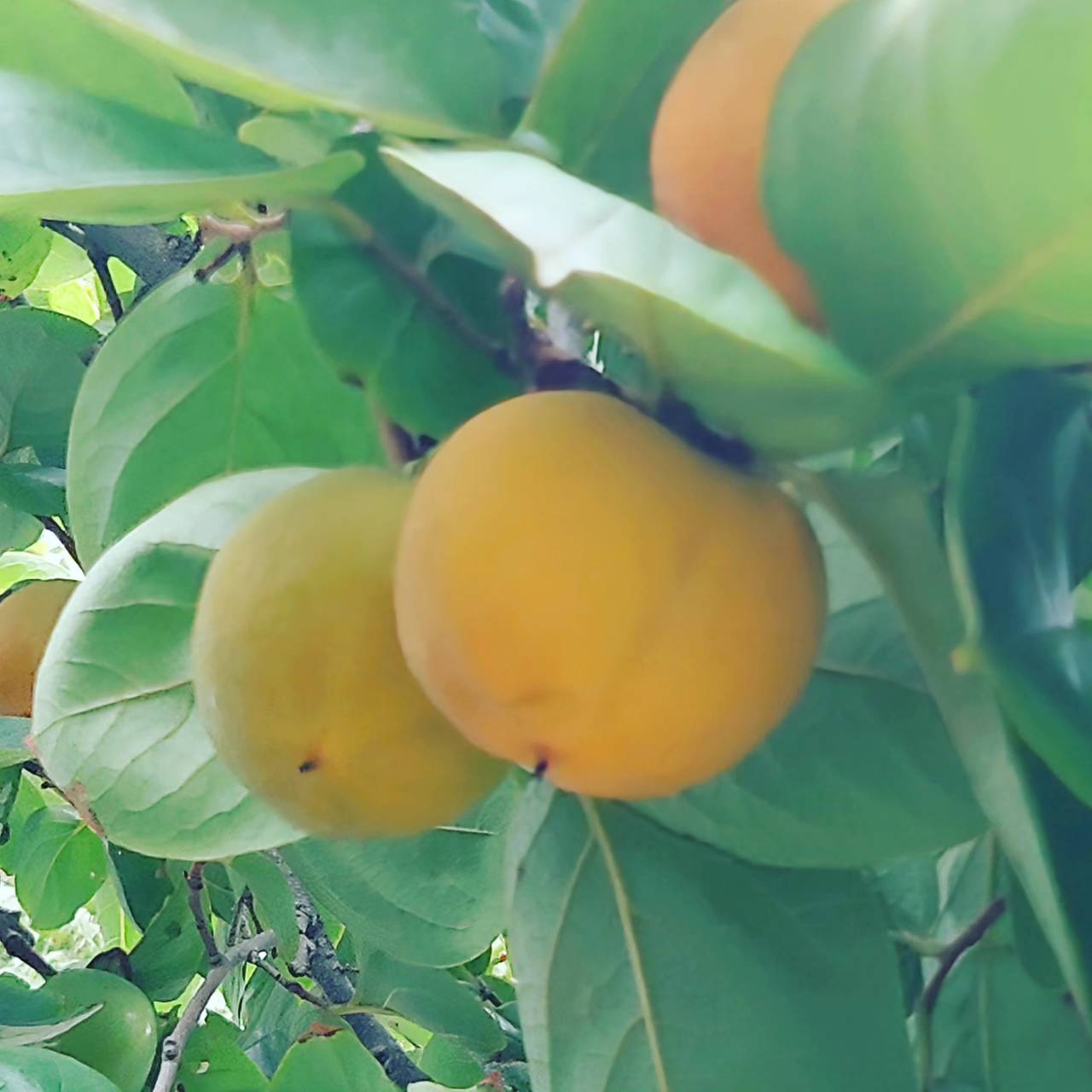 まちかど植物観察日記34　柿