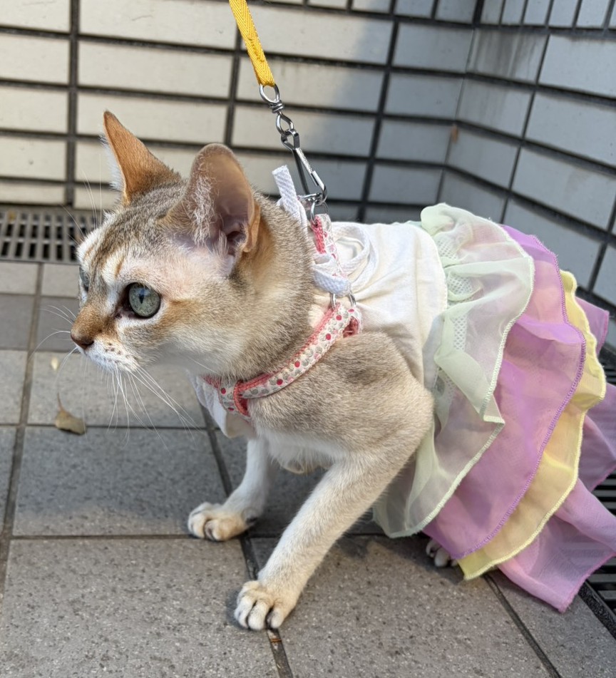 我が家のペット自慢10  にゃんこの散歩