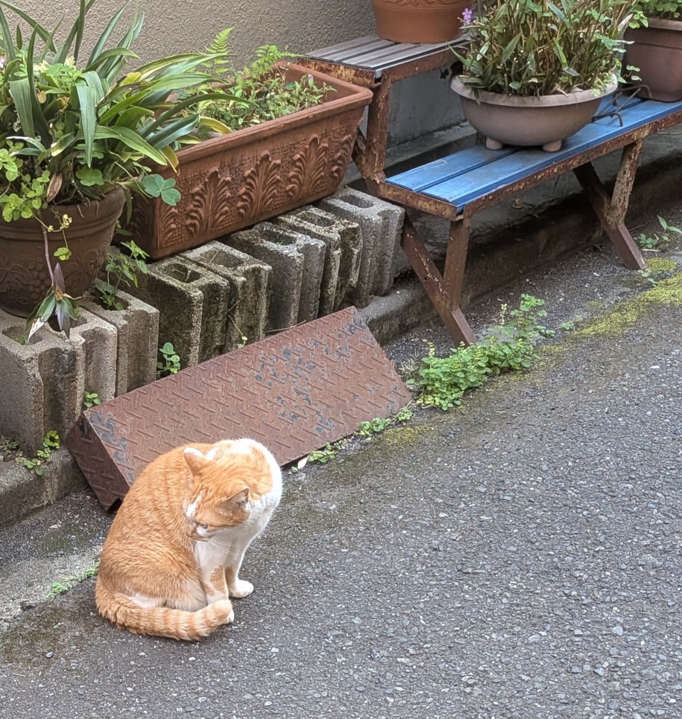 我が家のペット自慢11  路地のにゃんこ