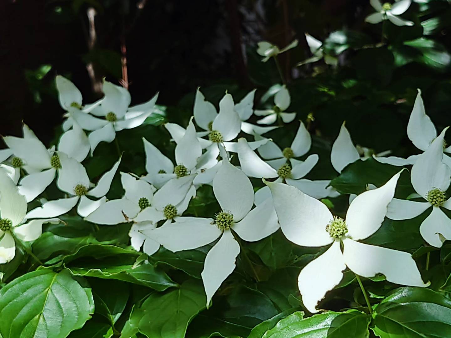 まちかど植物観察日記35