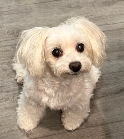 我が家のペット自慢14  カフェのアイドル犬！マイケルさん